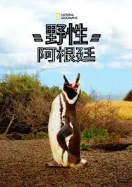 《国家地理 野性阿根廷》：探寻南美大陆的生命脉搏，一场震撼心灵的自然纪录片之旅